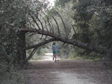 noch ein Laufweg in der pineta