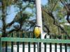Thumbnail 06_Ein Zuschauer am Streckenrand.jpg: Ein Zuschauer am Streckenrand 